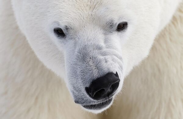 Нацпарк в Арктике поможет сохранить популяцию белых медведей - WWF