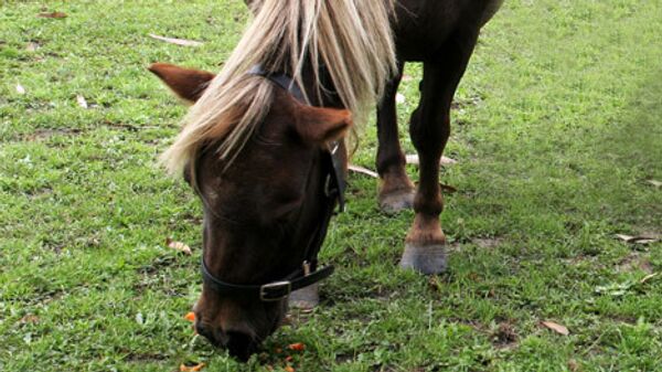Пони с необычно короткими ногами стал поводом для звонков в службу спасения в английском графстве Гэмпшир с просьбами спасти животное