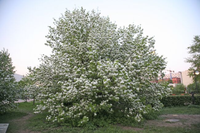 Яблоня в цвету. Архив