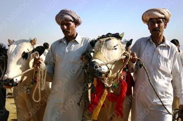 Гонки на быках в Пакистане - древний и опасный спорт