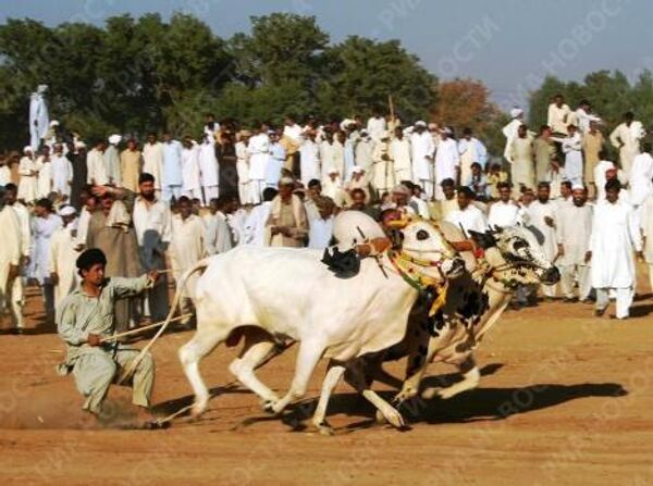 Гонки на быках в Пакистане - древний и опасный спорт