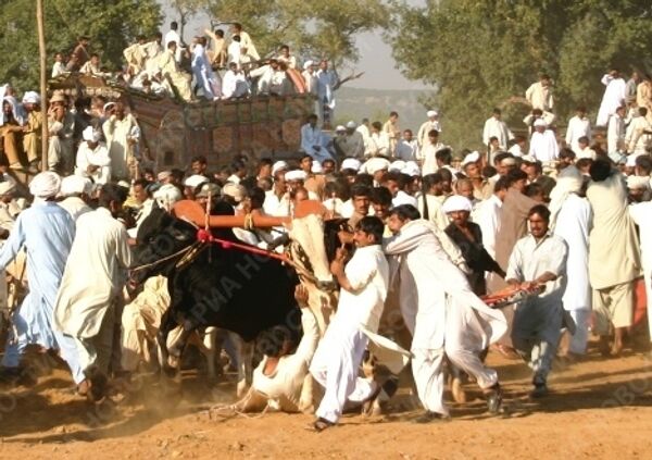 Гонки на быках в Пакистане - древний и опасный спорт 