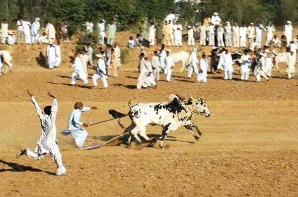 Гонки на быках в Пакистане - древний и опасный спорт 