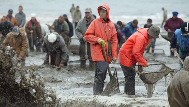 Добыча янтаря в береговой зоне Балтийского моря. Архив