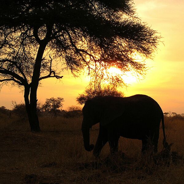 Розовый слоненок обнаружен в Ботсване