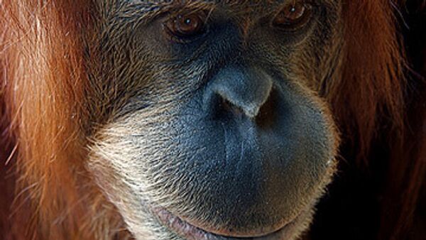 Самый старый орангутан США умер во Флориде