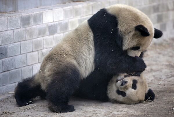 Восемь олимпийских панд отправляются из Пекина на родину