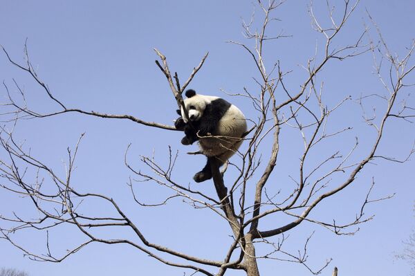 Родившуюся в венском зоопарке панду отправили в Китай