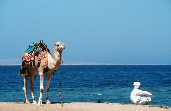 На берегу Красного моря в Египте. Архив