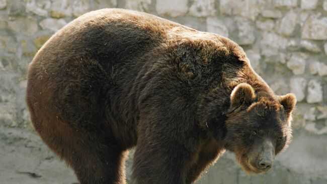 Полицейскому в Швейцарии пришлось стрелять в медведя, напавшего на посетителя парка
