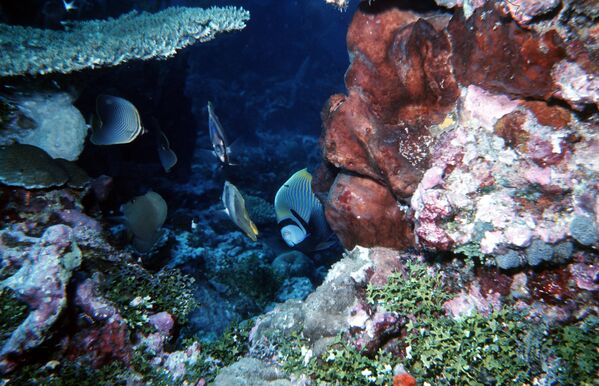 В море кораллового рифа