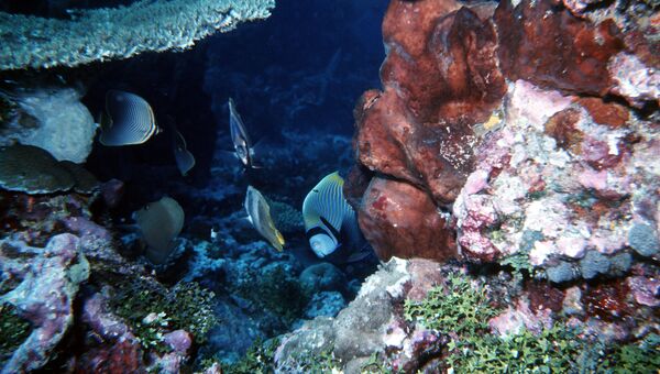 В море кораллового рифа, архивное фото