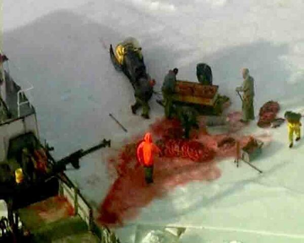 Более 17 тысяч тюленей убито в Канаде за два дня охоты