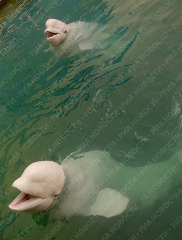 Выступление белых китов в дельфинарии Московского Зоопарка