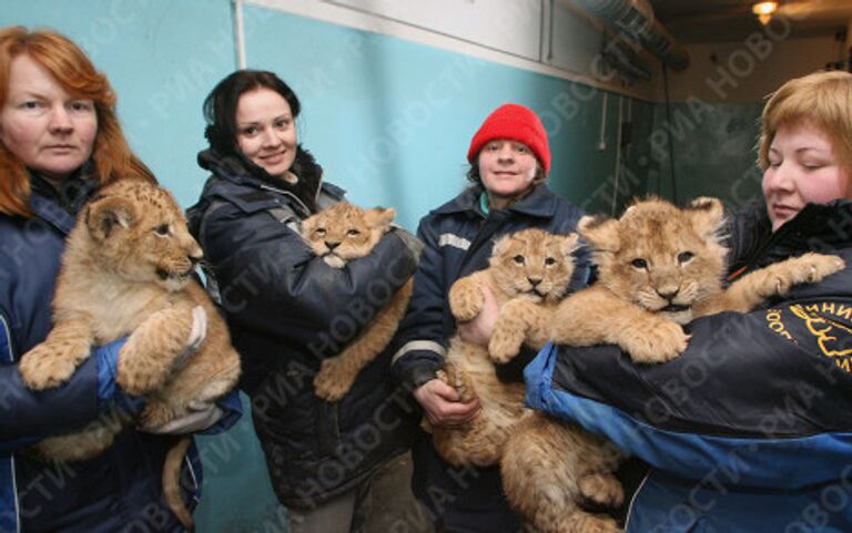 Четыре львенка родились в Калининградском зоопарке