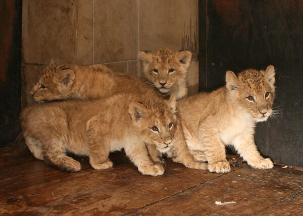 Четыре львенка родились в Калининградском зоопарке