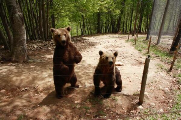Экологи предупреждают жителей Баварии о возможном появлении медведей