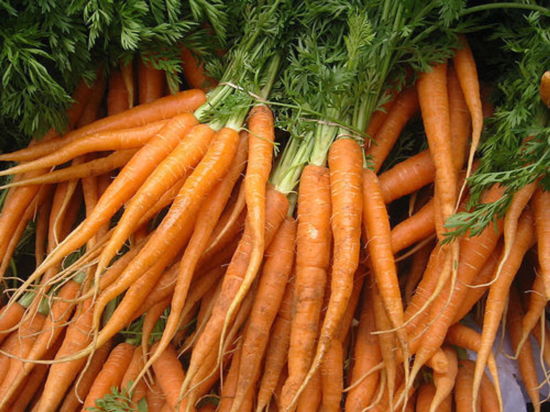 Пятьдесят оттенков оранжевого: как вырастить идеальную морковь - РИАНовости, 25.04.2022