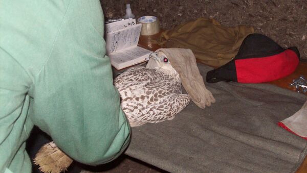 Конфискованных у браконьеров кречетов выпустили на свободу на Камчатке. Архивное фото