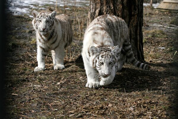 Белые тигрята в Новосибирском зоопарке