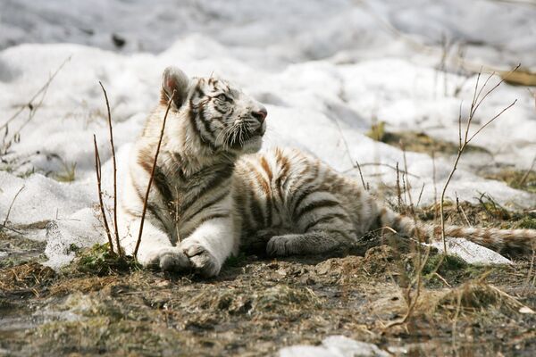 Снег осложнил поиски тигренка-сироты в Приморье