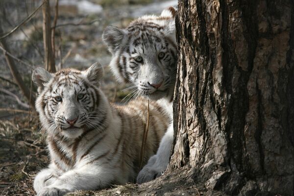 Белые тигрята в Новосибирском зоопарке. Архив