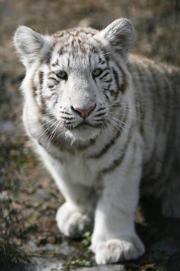 Белый тигренок в Новосибирском зоопарке. Архив