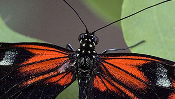 В Московском зоопарке начали вылупляться тропические бабочки