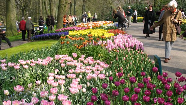 Цветочный парк в Нидерландах. Архивное фото