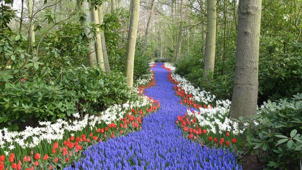Цветочный парк в Нидерландах