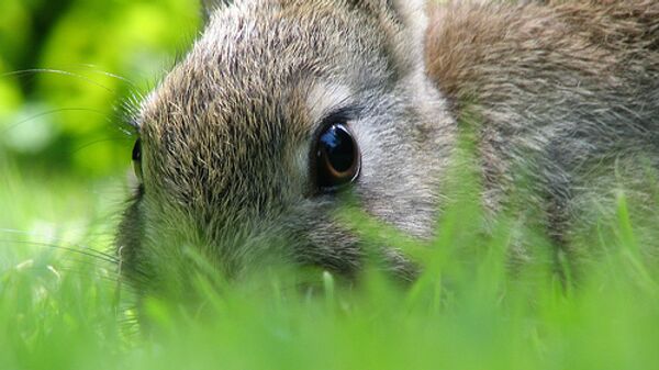 Избежать геморрагической болезни кроликам помогает вирус - ученые