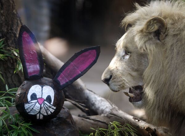 Для животных в зоопарке Буэнос Айреса приготовили пасхальные подарки