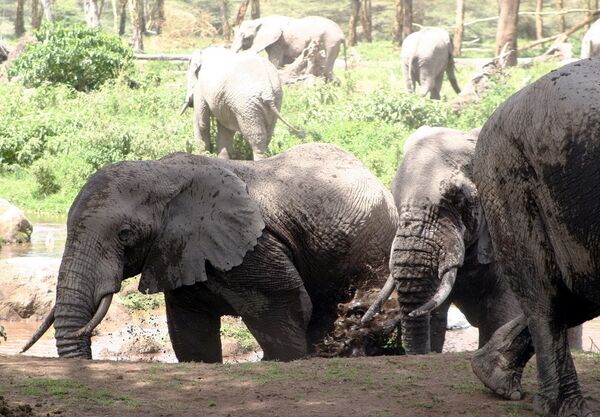 Вмонтированные в ограды ульи могут защитить посевы от слонов - ученые