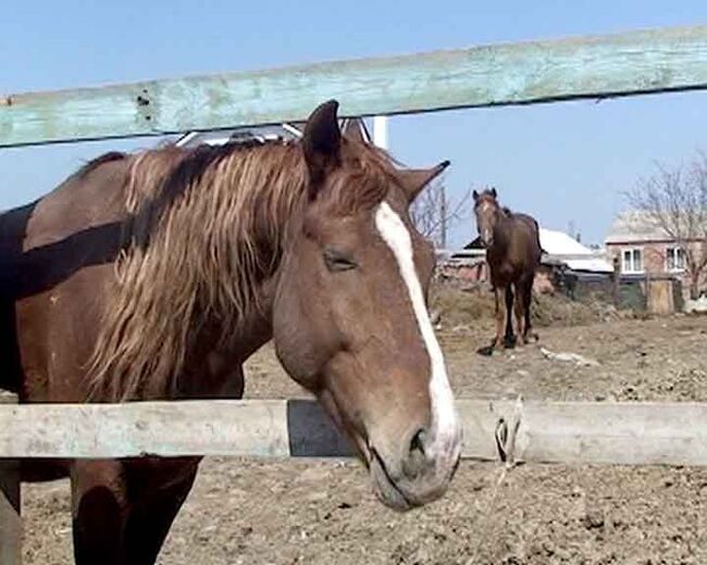 Табун лошадей вынужден жить в центре города