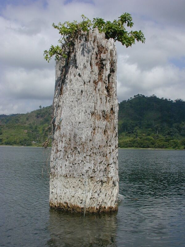 Ствол тропического дерева на озере Босумтви в Гане свидетельствует о сильной засухе, произошедшей несколько сот лет назад