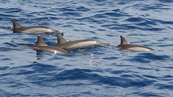 Около 55 дельфинов выбросились на берег неподалеку от Кейптауна
