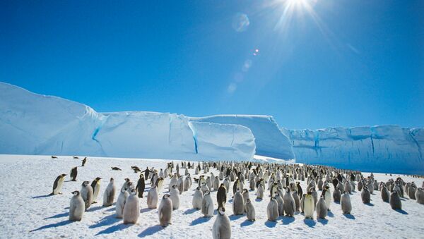 Колония императорских пингвинов в Антарктиде