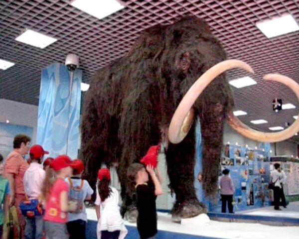 Выставка российских мамонтов в Пекине