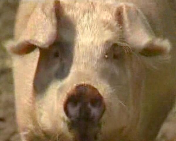 Африканская чума под Ростовом: свиней приходится уничтожать 