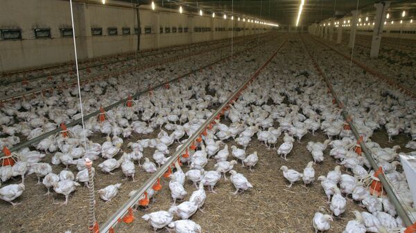 Три миллиона рублей похищено с птицефабрики в Калужской области