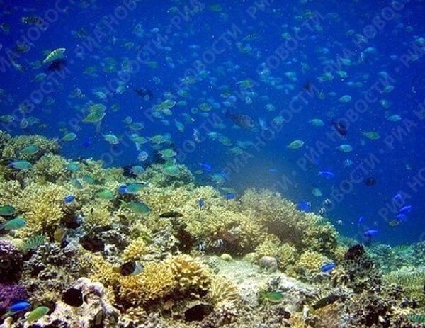 Подводный заповедник Менджанган на северо-западе Бали