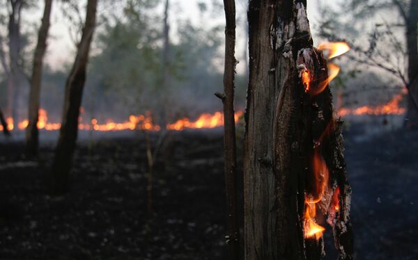 Локальное возгорание лесо-полевого массиваЛесной пожар. Архив