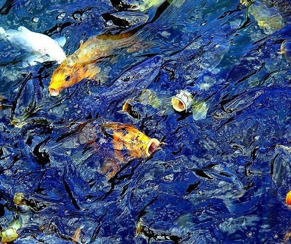 Океанариум в Сочи, несмотря на гибель 4 тысяч рыб, откроют к форуму