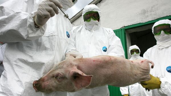 Учения по профилактике свиного гриппа на свиноводческом комплексе в Татарстане
