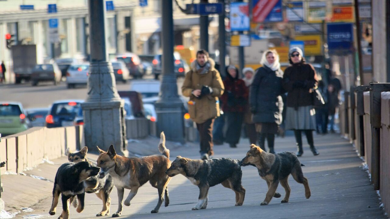 В Забайкалье жители села вышли на отстрел собак, растерзавших ребенка