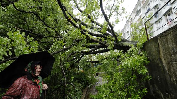 В городе Сочи на жилой дом упало дерево
