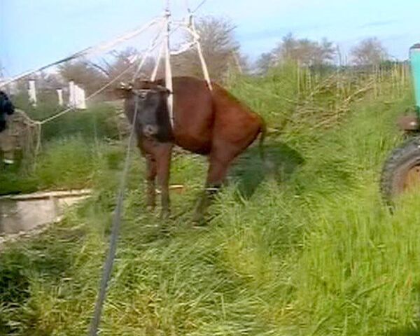 Кубанские спасатели достают пятисоткилограммового быка из огромной ямы