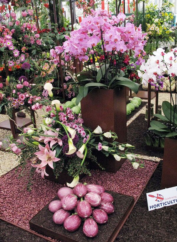 Орхидеи распустились в Ботаническом саду МГУ перед Новым годом