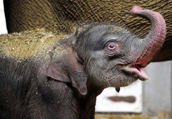 Новорожденный слоненок в зоопарке Антверпена