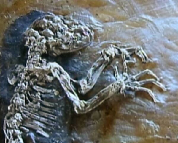 Найден окаменелый скелет дальнего родственника человека